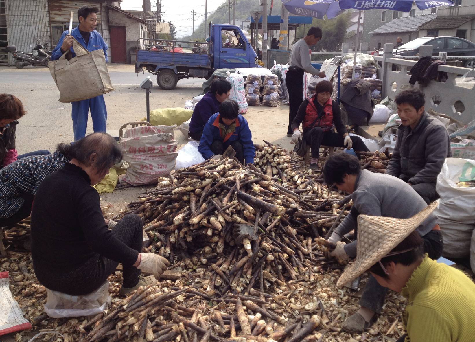 Edible Bamboo Shoot