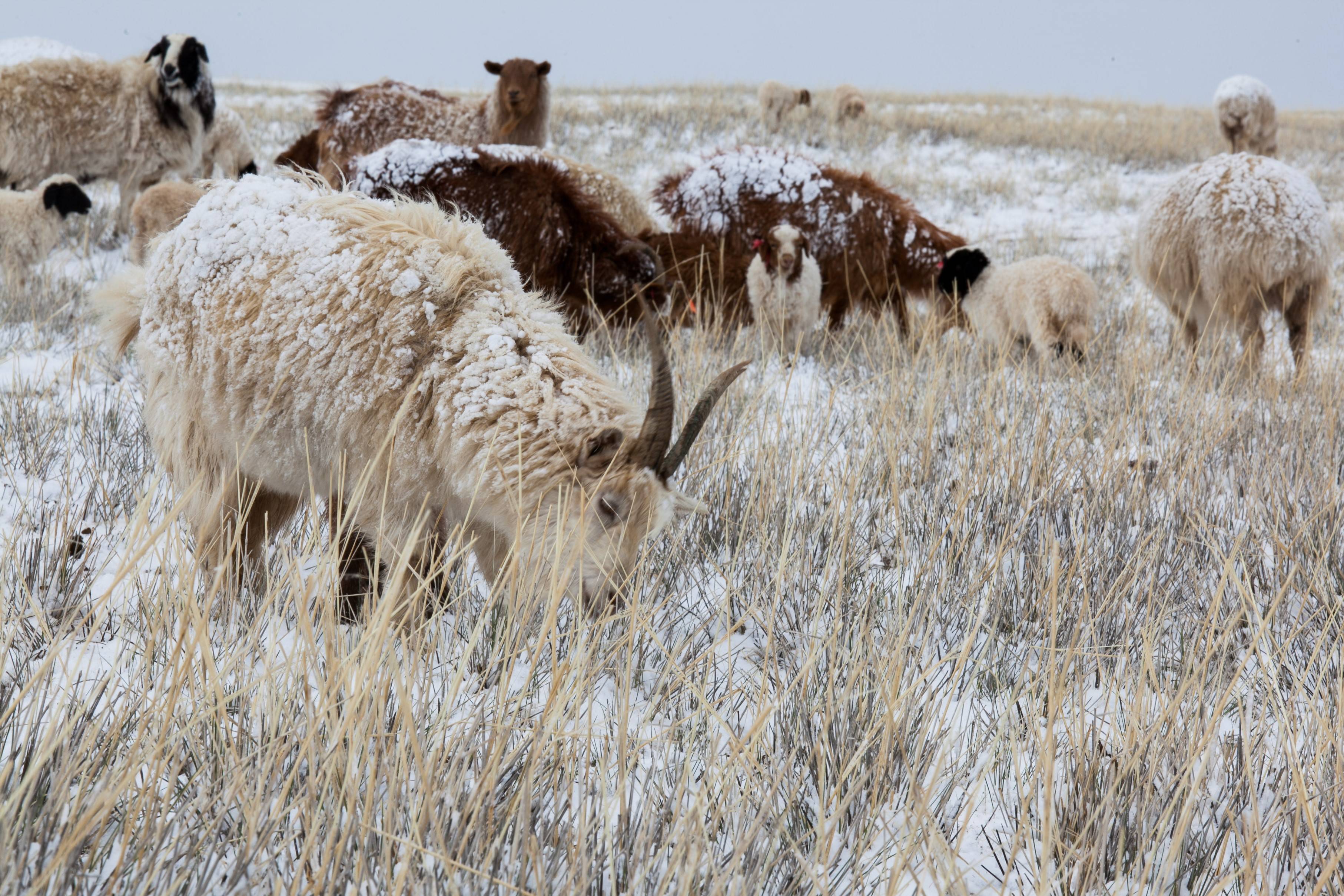 Sheep Wool for Building Material (SWBM)