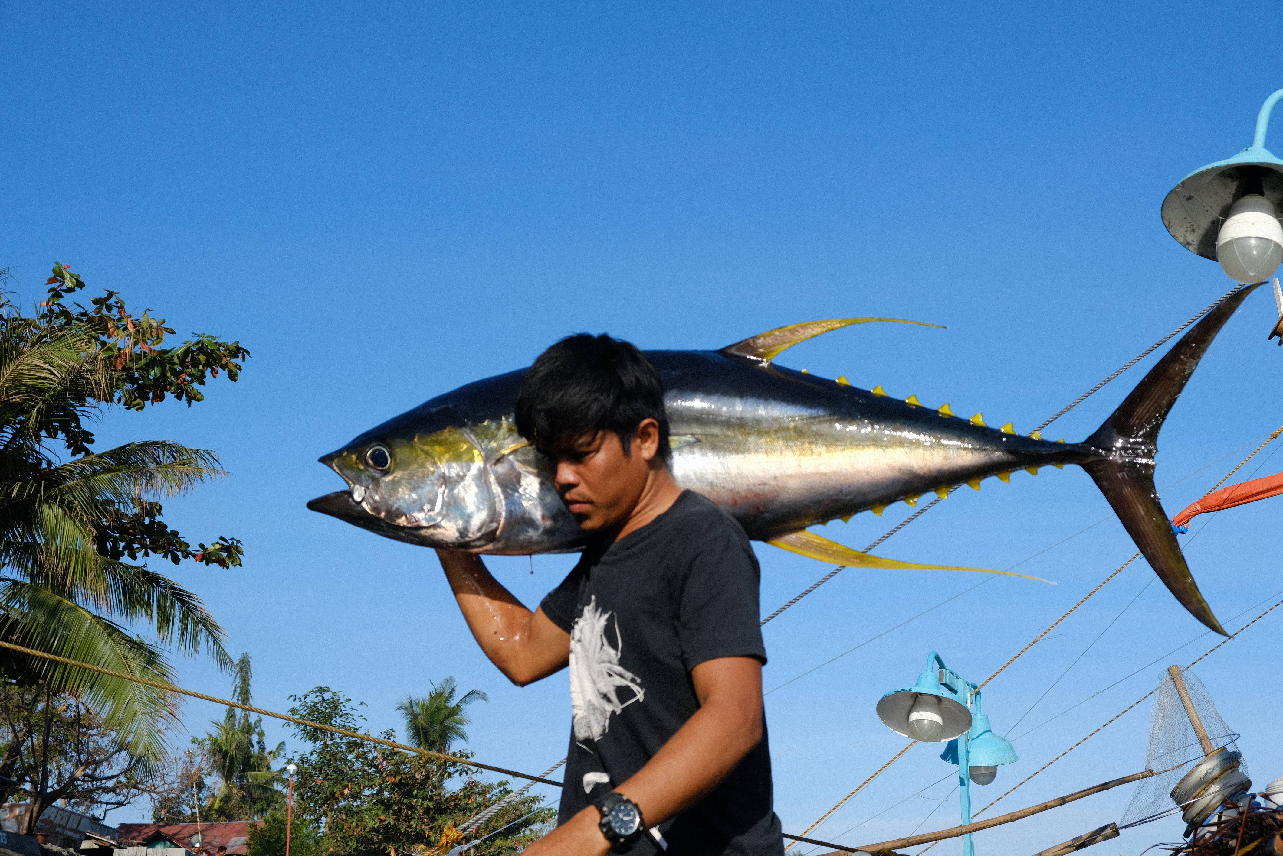 Mindoro Strait Sustainable and Equitable Tuna for Bankability (MS-SETB)