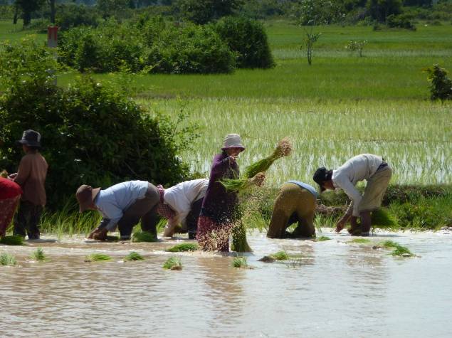 Waste to Energy (WtE) in Rice Milling Sector