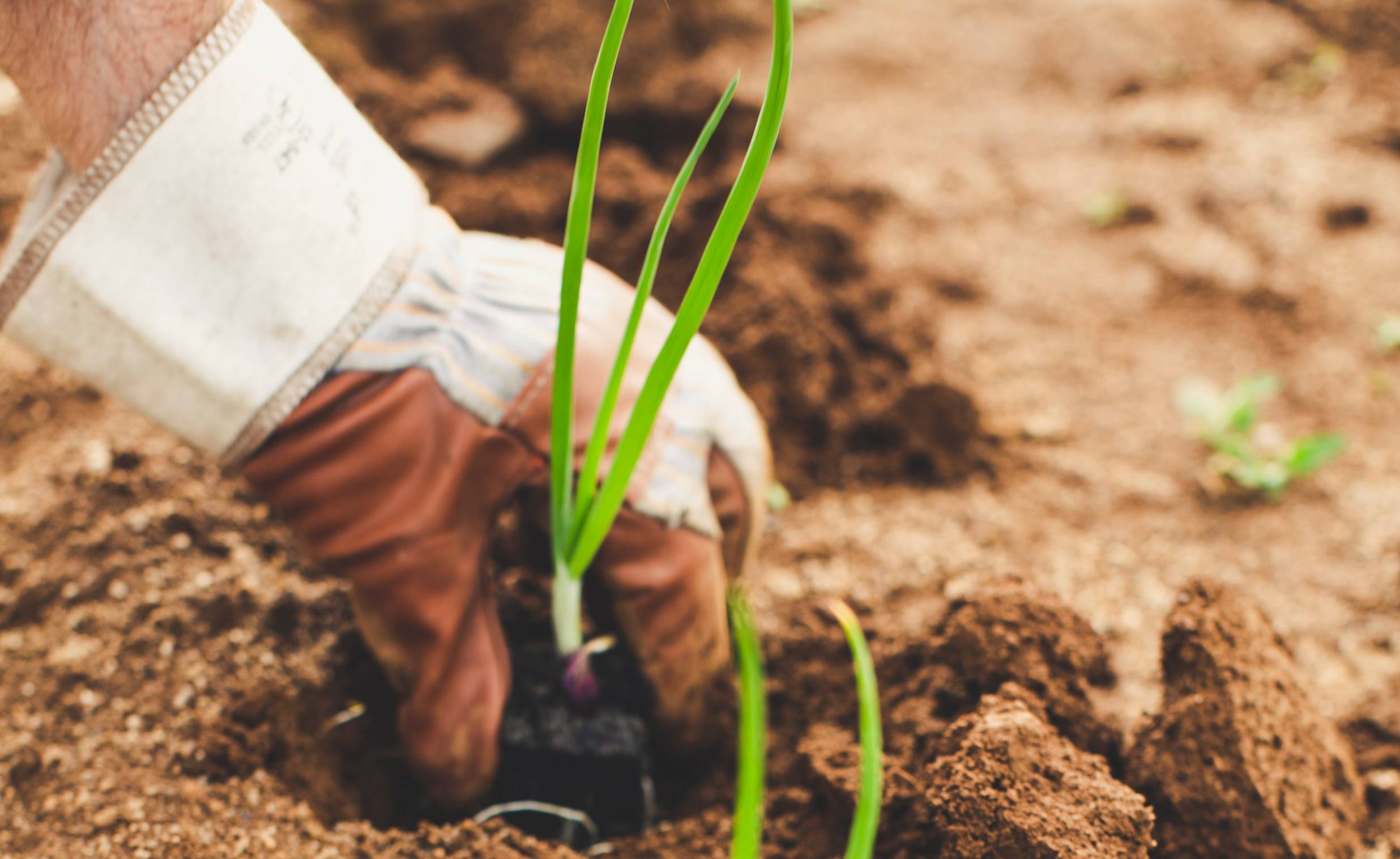 Value Chain Approaches in the Agri-food Systems