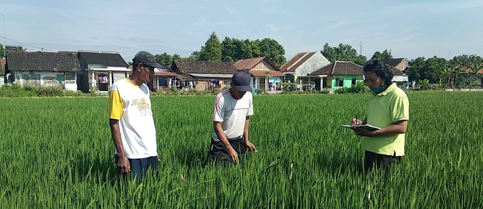 Low Carbon Rice
