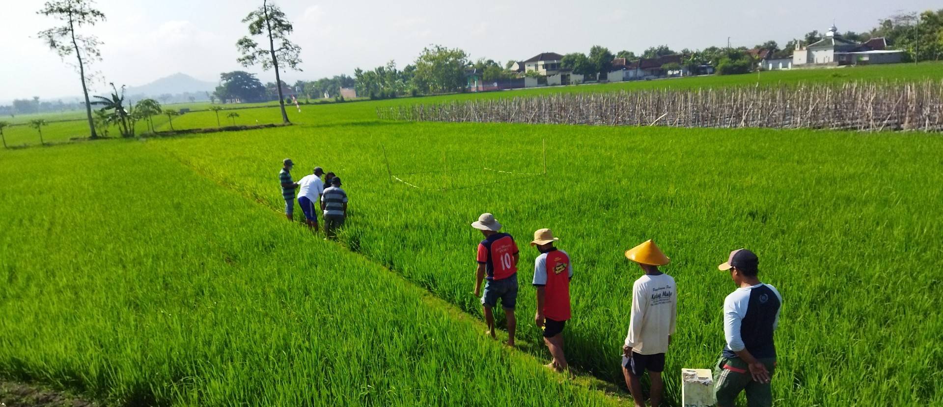 Low Carbon Rice