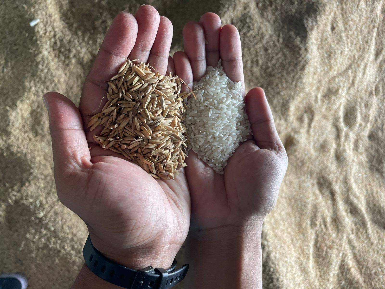 Low Carbon Rice