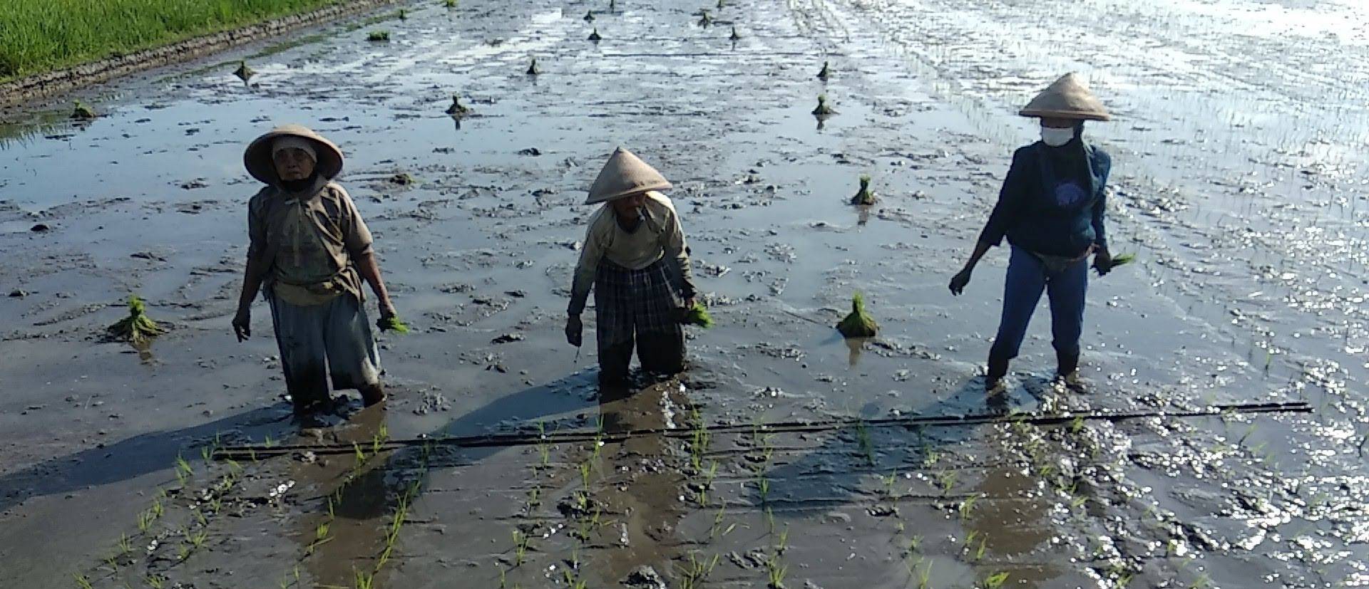 Low Carbon Rice