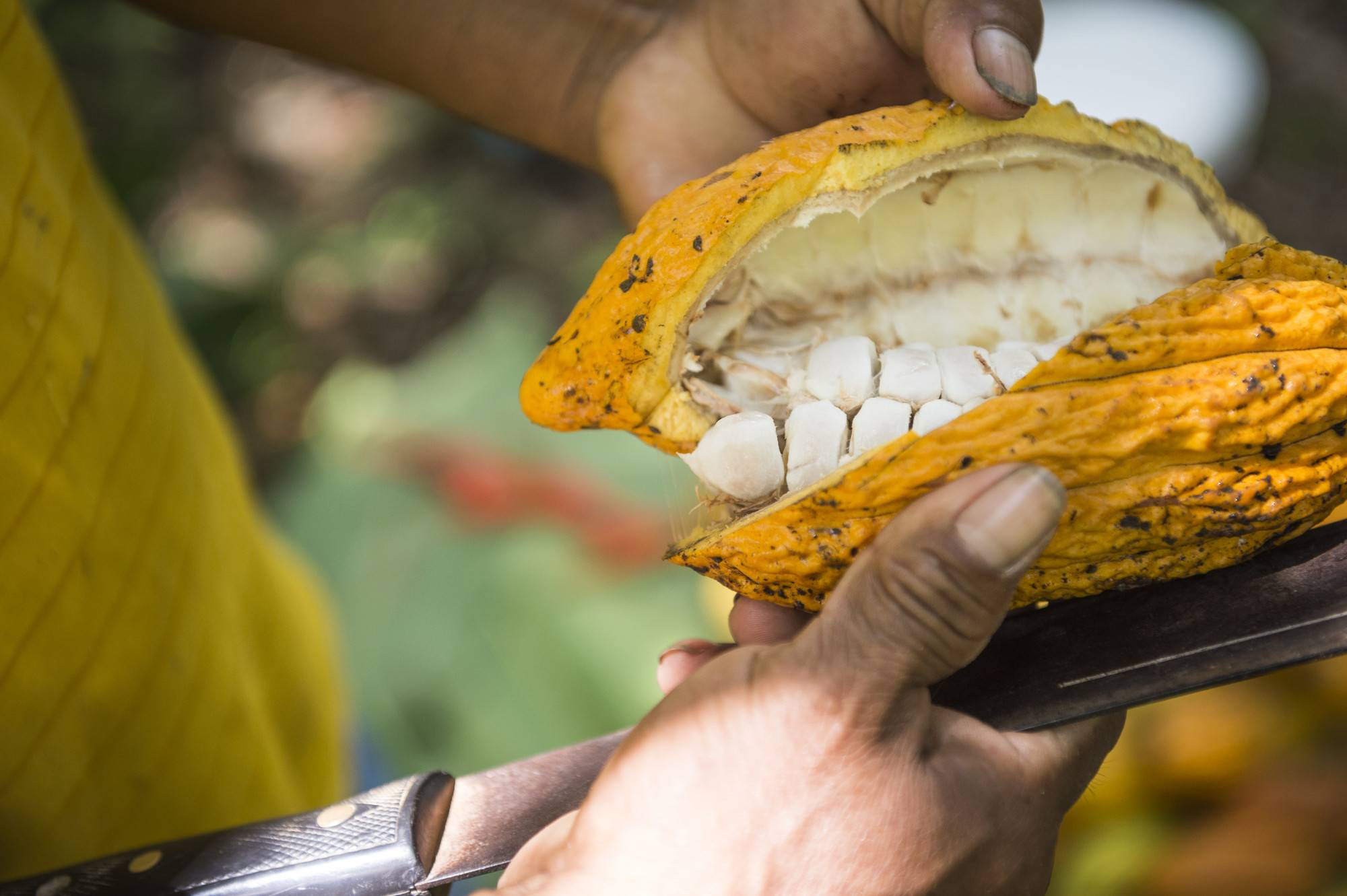 Circular Economy Cocoa: From Bean to Bar