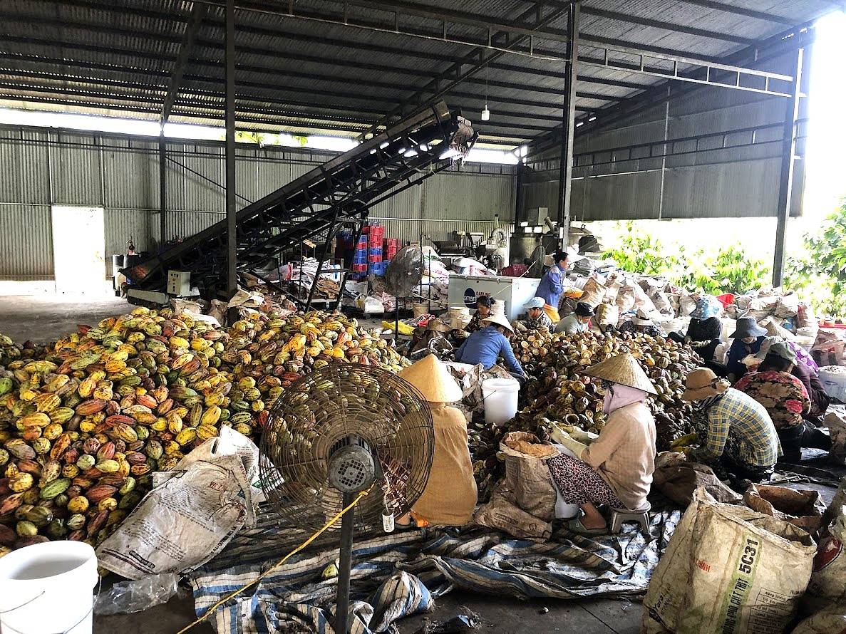 Circular Economy Cocoa: From Bean to Bar