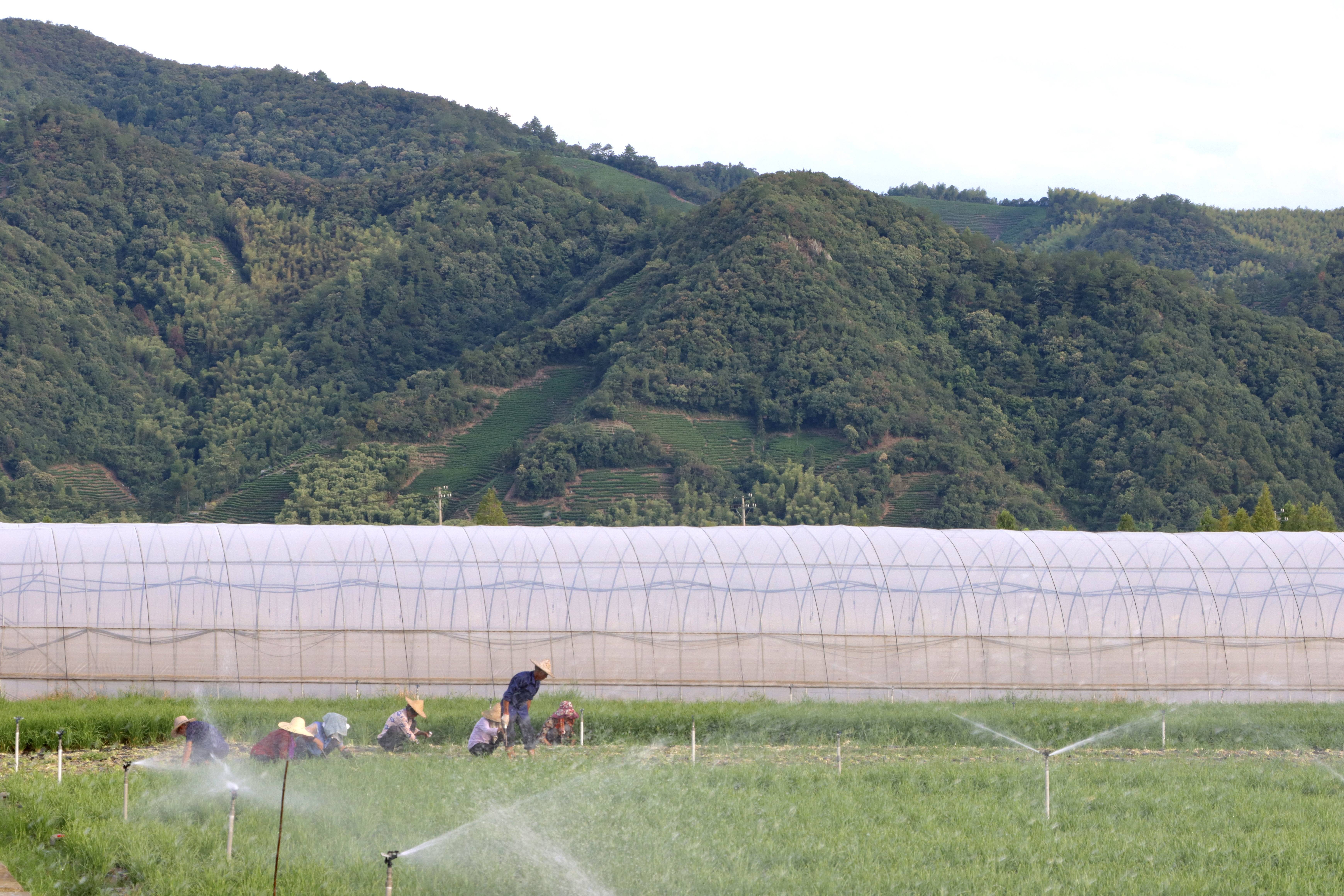 Supporting Scheme for MSMEs by Building Sustainable Agricultural Fresh Food Production and Logistics in China (SAFE)