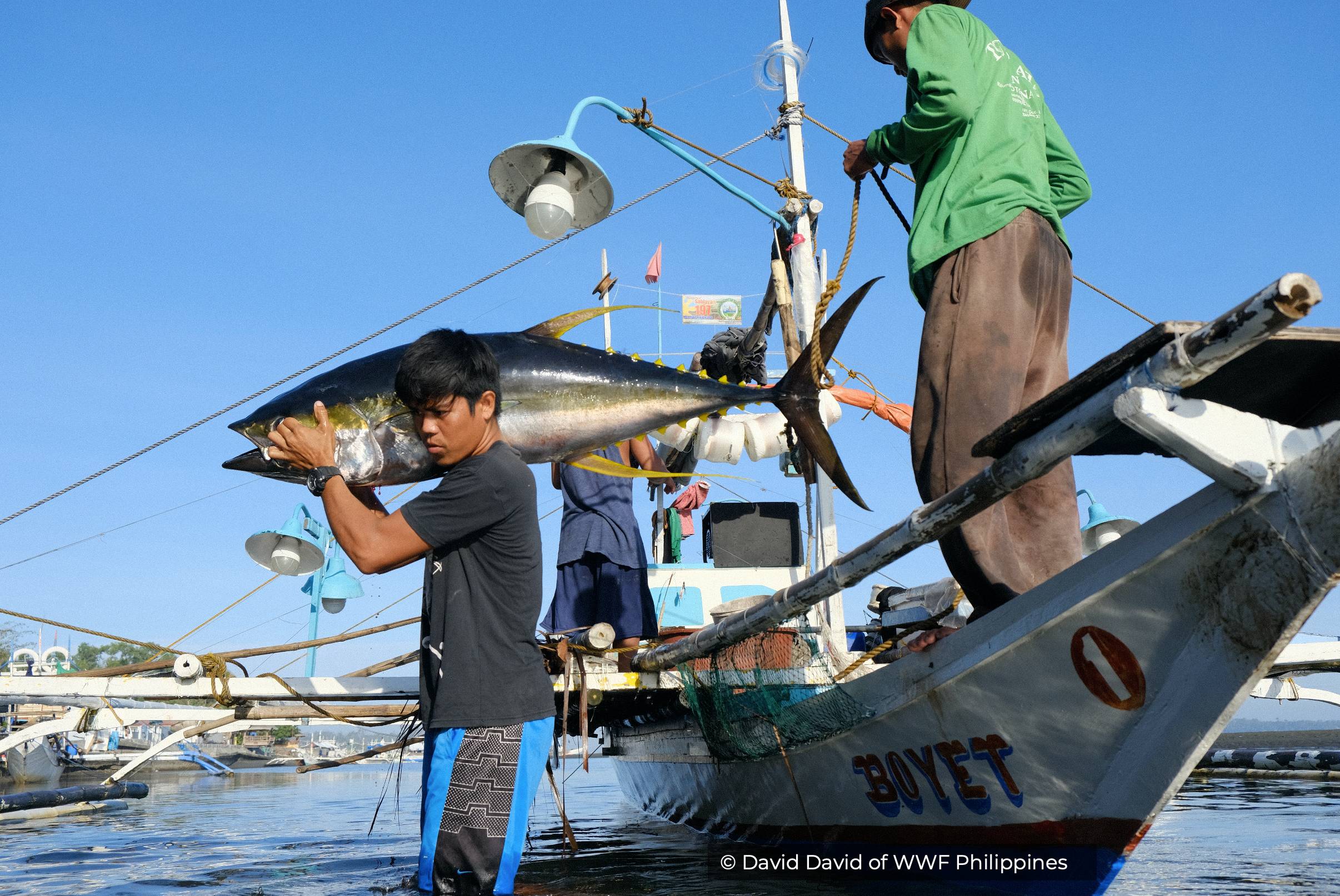 Mindoro Strait Sustainable and Equitable Tuna for Bankability (MS-SETB)