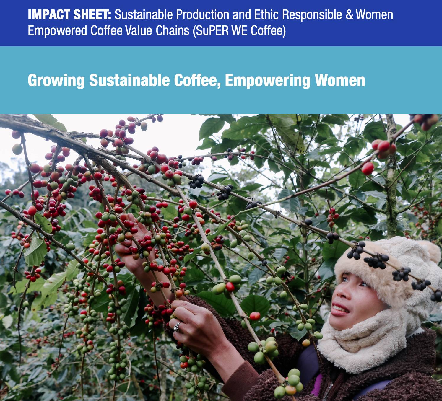 Impact Sheet: Sustainable Production and Ethic Responsible & Women Empowered Coffee Value Chains (SuPER WE Coffee)